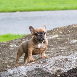 Boy 1 - Blue male French Bulldog puppy in Pennsylvania from R & C French Bulldogs