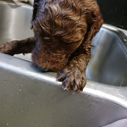 Sven - Red  male Poodle puppy in Lancaster, California from Heavenly poodle and doodle