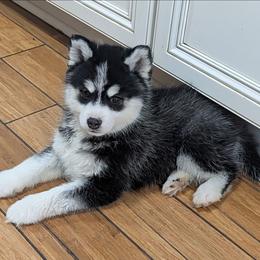 Rowan - Black and white female Pomsky puppy in Charlotte, Michigan from Moore Pomskies