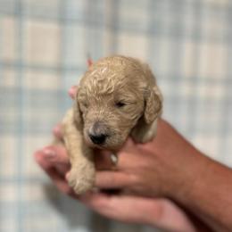 Flora - Cream female Poodle puppy in Detroit Lakes, Minnesota from Pickerel Pups