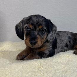 Dachshund Puppies from Shepherds Run Miniature Dachshunds