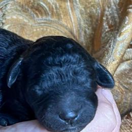 Mittens - Silver - Silver female Poodle puppy in Greenville, North Carolina from Grace Poodles
