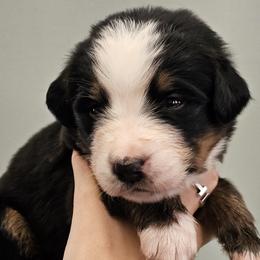 Boy 2 - male Bernese Mountain Dog puppy in Brattleboro, Vermont from Jill Stahl Tyler