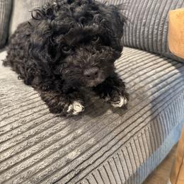 Cockapoo and Goldendoodle Puppies from Jax Doodles