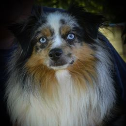Phenix - Toy Australian Shepherd