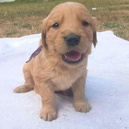 Huckleberry- Purple collar (3rd pick male) - Dark golden male Golden Retriever puppy in Tenino, Washington from Oak River Goldens'