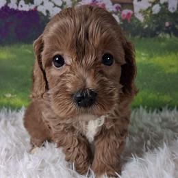 Sunny F1b - Apricot male Cavapoo puppy in Centerton, Arkansas from Velvet Paws Cavapoos