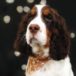 English Springer Spaniels from Snowy Butte Springer Spaniels
