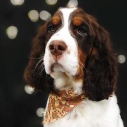 English Springer Spaniels from Snowy Butte Springer Spaniels