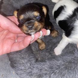 Tiny tradional boy - Black and tan male Yorkshire Terrier puppy in Yukon, Oklahoma from Tiffs Yorkie babies