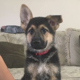 German Shepherd Puppies from Hall’s Shepherds