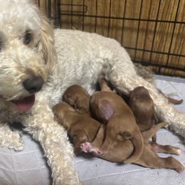 Cavapoo puppies from Doodle Me Crazy
