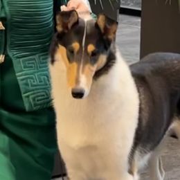 Marlow - Collie