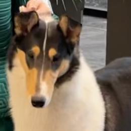 Marlow - Collie