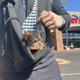 Yorkshire Terrier Puppies from Enchanted Yorkies