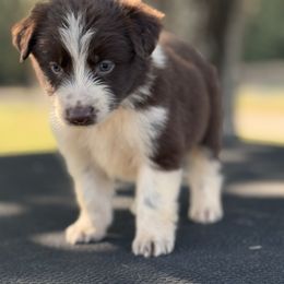 Costa - Red tri-color male Australian Shepherd puppy in Big Sandy, Texas from Rocking S Ranch