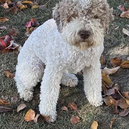 Bridgette - Lagotto Romagnolo