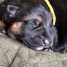 Yellow Collar - Black and tan female German Shepherd puppy in Eagle Creek, Oregon from Platz German Shepherds