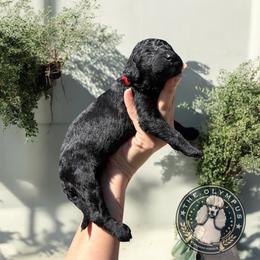 Cassian - Black male Poodle puppy in Spring Hills, Florida from The Olympus Standard Poodle