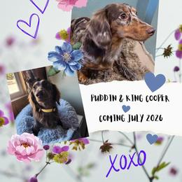 Dachshund puppies from Joplin's Hippo House