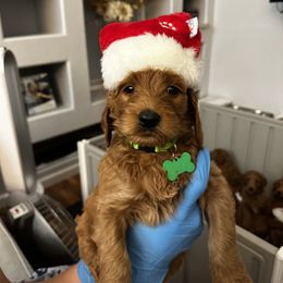 Goldendoodle Puppies from Ireland's Goldendoodles