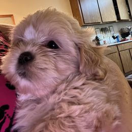 Shih Tzu Puppies from The Lion dog Shih Tzu