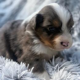 Sophee - Blue merle female Miniature Australian Shepherd puppy in Ambrose, Georgia from Brandilyn's Aussies