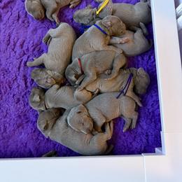 Weimaraner Puppies from Trax Weimaraners