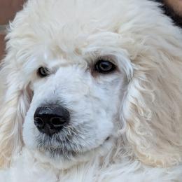 Poodle Puppies from Standard Hearts