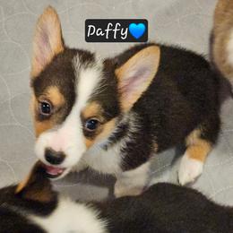 Daffy - Black and tan male Pembroke Welsh Corgi puppy in Frontenac, Kansas from Holloway Corgis