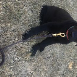 Labrador Retriever Puppies from Wild Feather Hunting Dogs