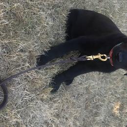 Labrador Retriever Puppies from Wild Feather Hunting Dogs