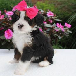 Lily - Tri-color female Bernedoodle puppy in Perrysville, Ohio from Pleasant Valley Bernedoodles