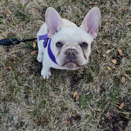 French Bulldog Puppies from Foster Lake Frenchies
