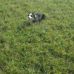 Luna - Border Collie