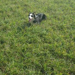Luna - Border Collie