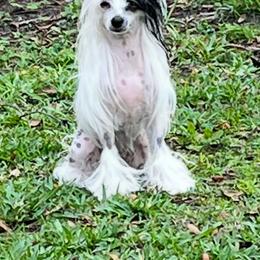 Khalisi - Chinese Crested