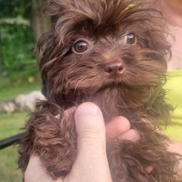 Fig - Brown male Russian Tsvetnaya Bolonka puppy in Philmont, New York from BlackberryBRT