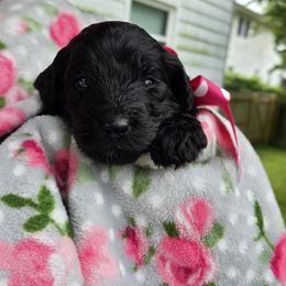 Aussiedoodle Puppies from Louisville Doodles