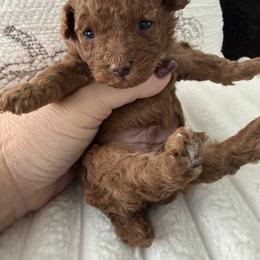 Chip - Red  male Poodle puppy in Fredericktown, Missouri from Doodle Pups Fur-Ever