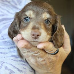 Levi - Chocolate and cream male Dachshund puppy in Prunedale, California from Tiny Teckels Miniature Dachshunds