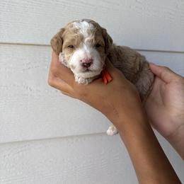Forky - Parti male Goldendoodle puppy in Katy, Texas from Sweet T Doodles