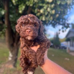 Socks - Brown and white male Cockapoo puppy in Albany, Kentucky from Windy Pines Farm