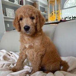 Rapunzel - Red  female Goldendoodle puppy in Brooksville, Florida from Abby’s Standard Goldendoodles