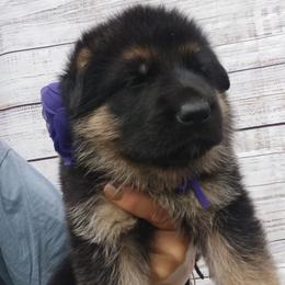 Purple - Black and red female German Shepherd puppy in Gustavus, Ohio from Cross Kreek Kennels