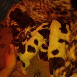 English Springer Spaniel Puppies from Erica Chapman
