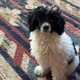 Tater Tot - Parti male Poodle puppy in Cabool, Missouri from Rafter B Farms