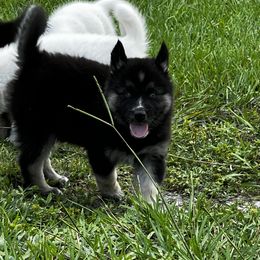 Siberian Husky Puppies from Hargaden Huskies
