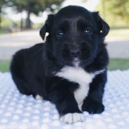 Rice Krispie - Black Miniature Australian Shepherd puppy in Paris, Texas from Kuttin’ Up Mini Aussies
