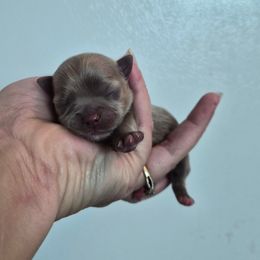AKC female 2 - Silver female Chihuahua puppy in Silver Summit, Utah from Snow Peak Kennel